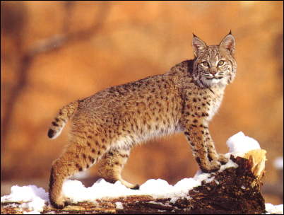 Bobcat