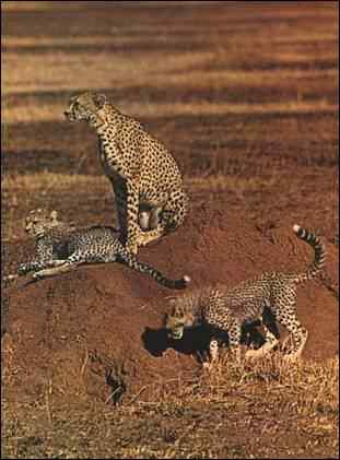 Cheetah