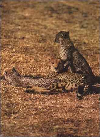 Cheetahs