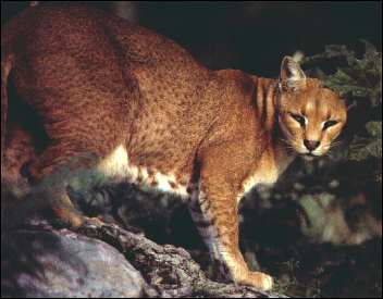 African Golden Cat