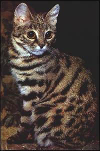 Black-Footed Cat