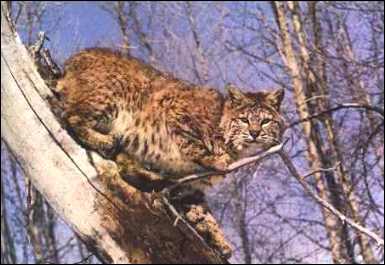 Bobcat