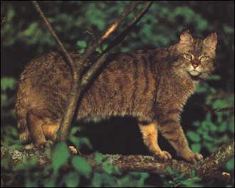Chat sauvage Europen