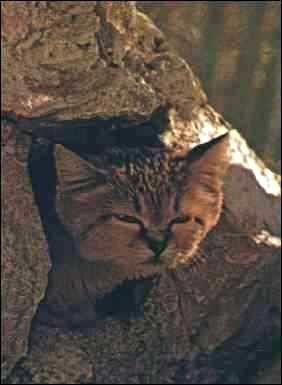 Chat des sables