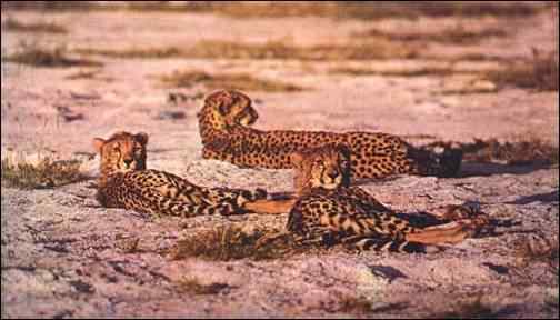 Cheetahs