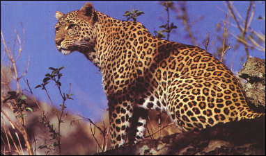 Leopard