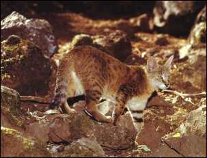 Chat de Marais