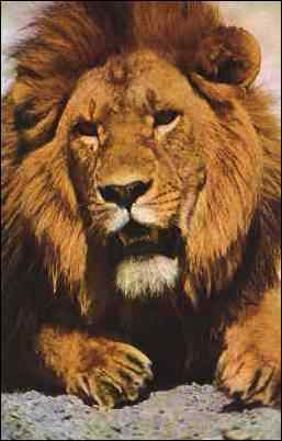 Lion