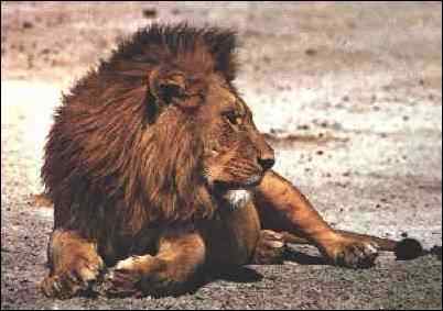 Lion