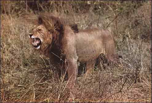 Lion