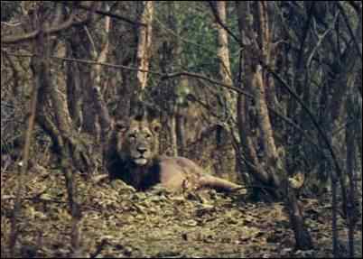 Lion d'Asie
