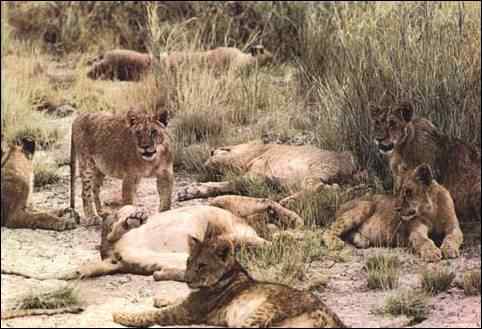 Lioness and lion cub
