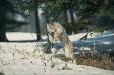 Lynx Canadien