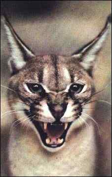 Caracal