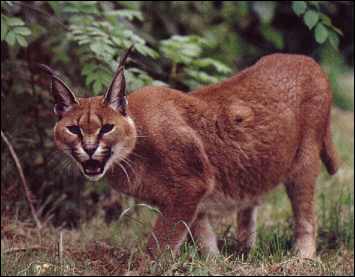 Caracal