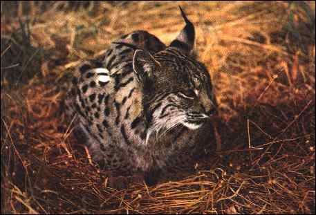 Lynx pard