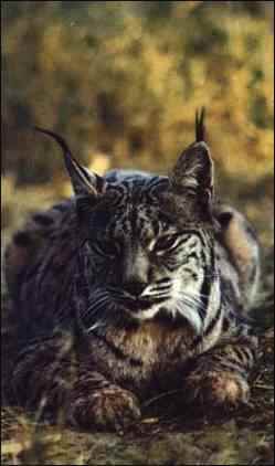 Lynx pard
