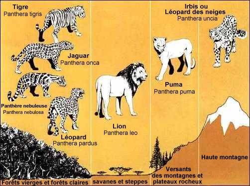 Reprsentants du genre Panthera
