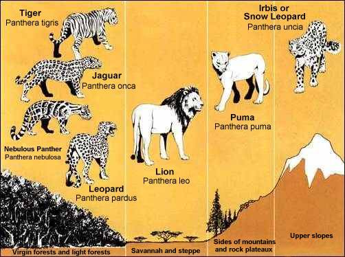Felidae