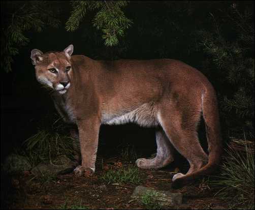 Puma