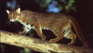 Chat Eglantine