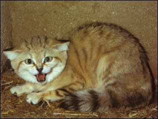 Sand Cat