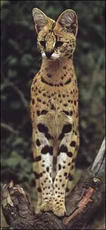 Serval