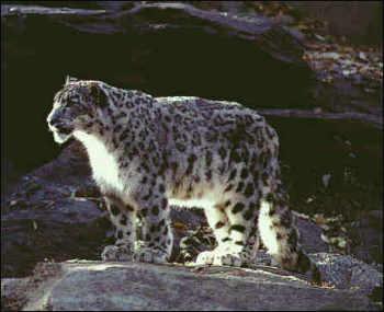 Leopard des neiges