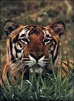 Tigre