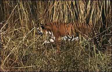 Tigre
