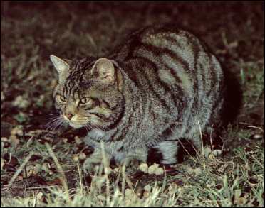 Chat sauvage